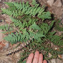 Image of beaded lipfern