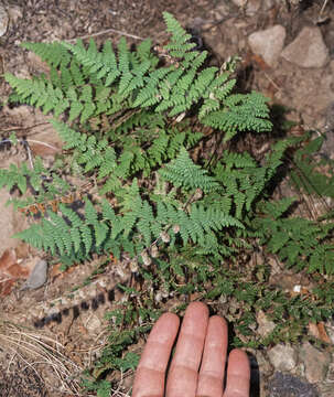 Image of beaded lipfern