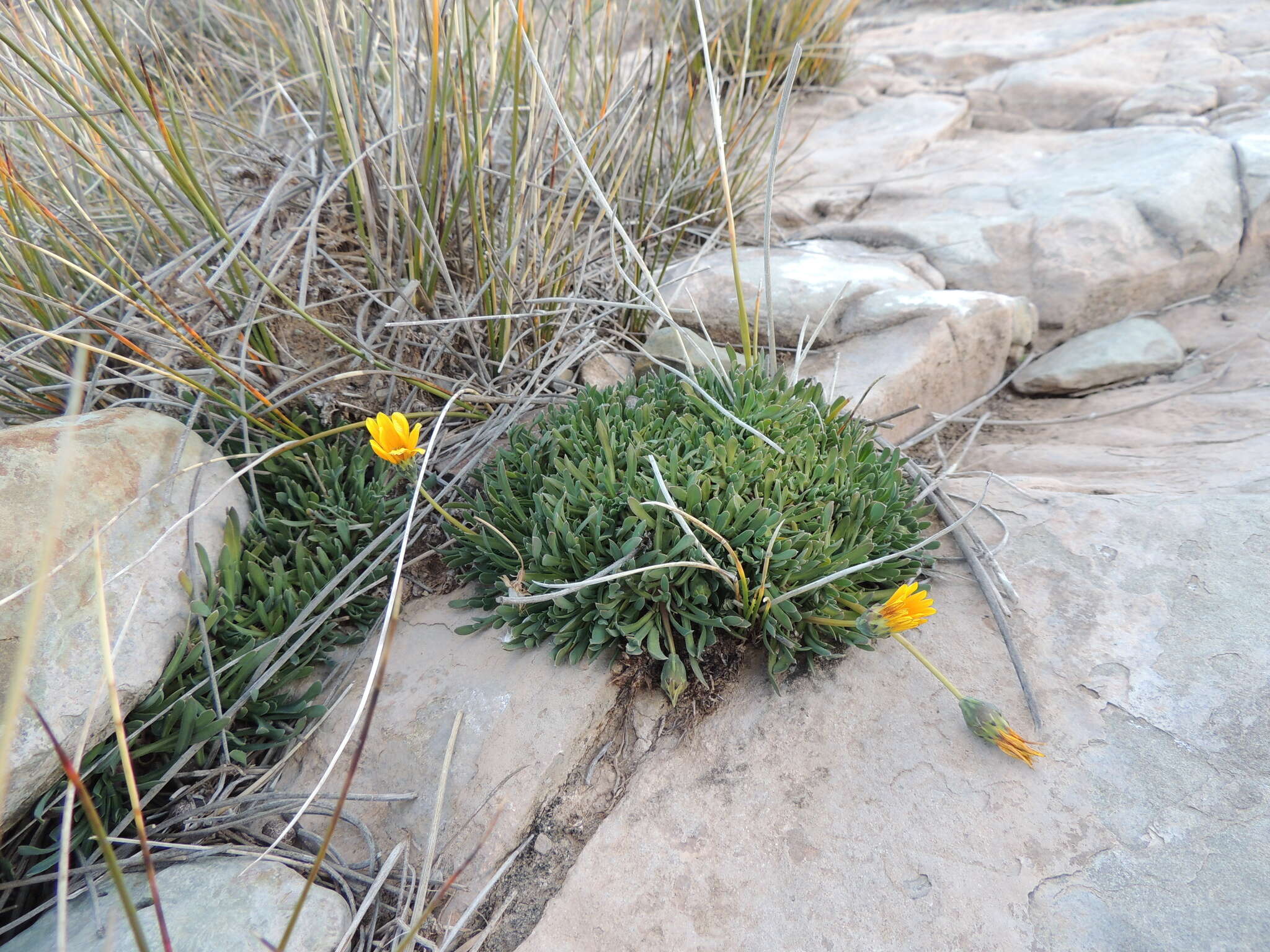 Image of Gazania othonnites (Thunb.) Less.