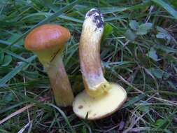 Image of Suillus grevillei (Klotzsch) Singer 1945