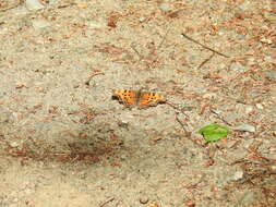 Sivun Polygonia faunus Edwards 1862 kuva