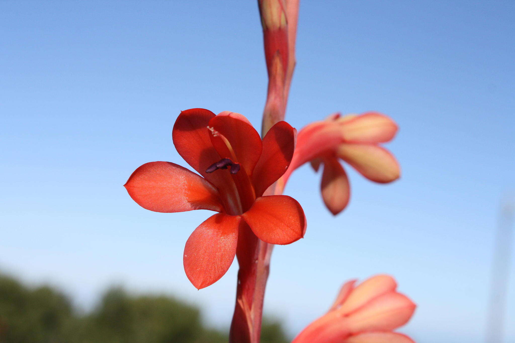 Image of Watsonia meriana var. meriana