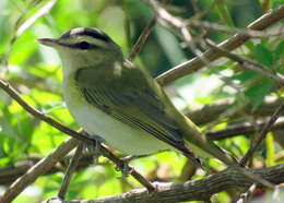 Image of Chivi Vireo