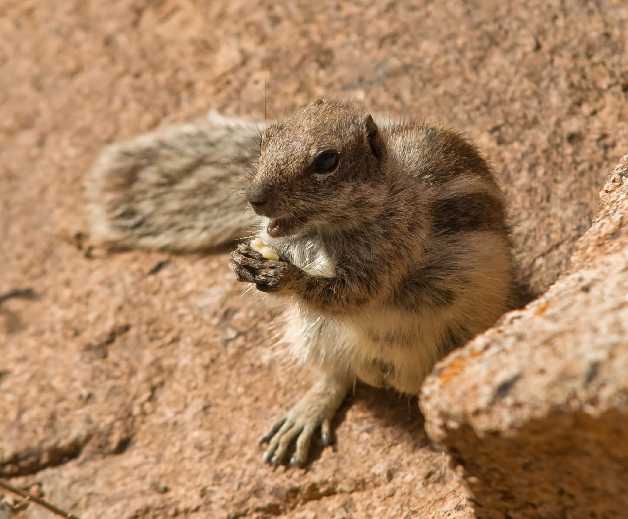 Слика од Xerus subgen. Geosciurus Smith 1834