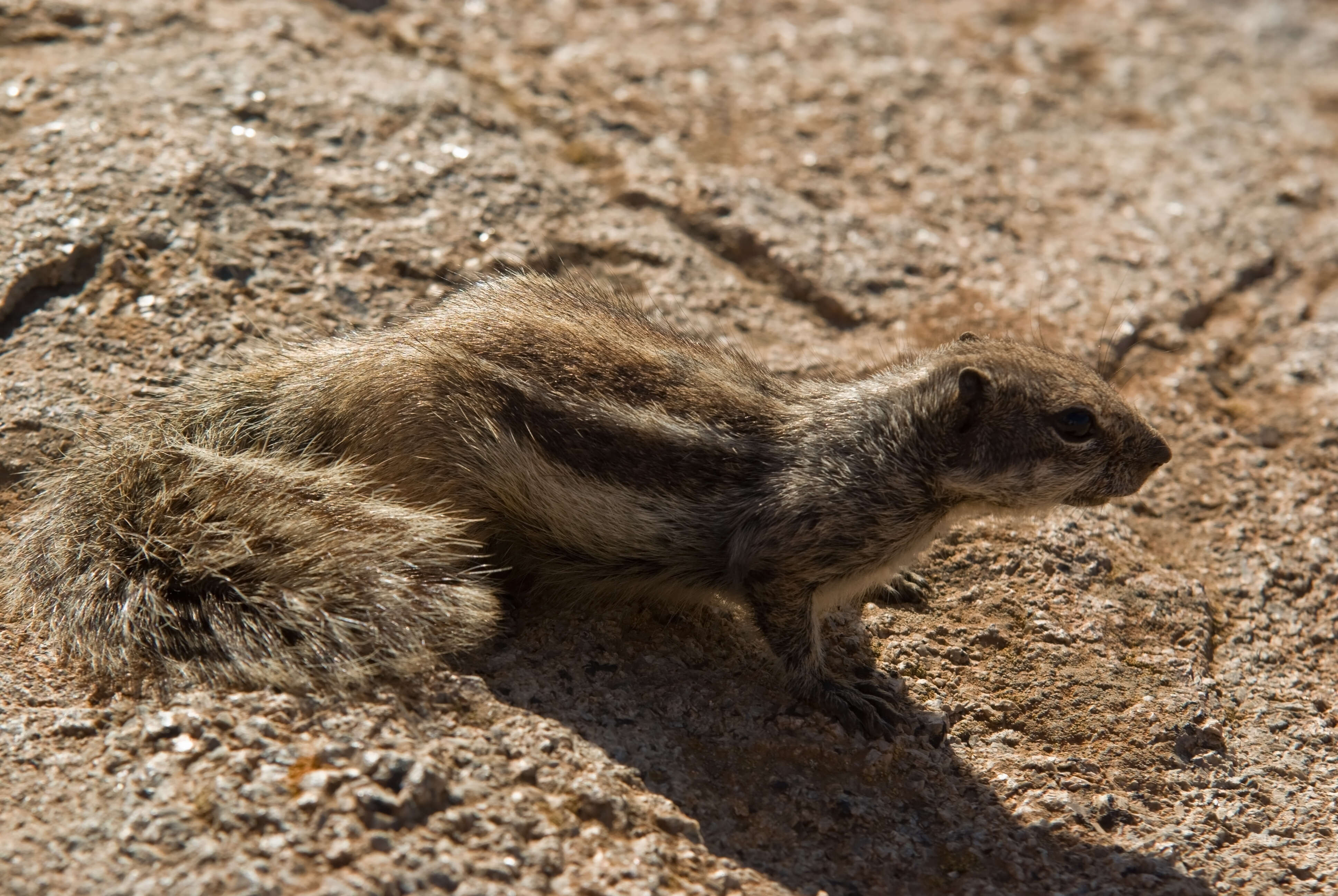 Слика од Xerus subgen. Geosciurus Smith 1834