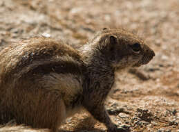 Слика од Xerus subgen. Geosciurus Smith 1834