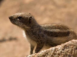 Слика од Xerus subgen. Geosciurus Smith 1834