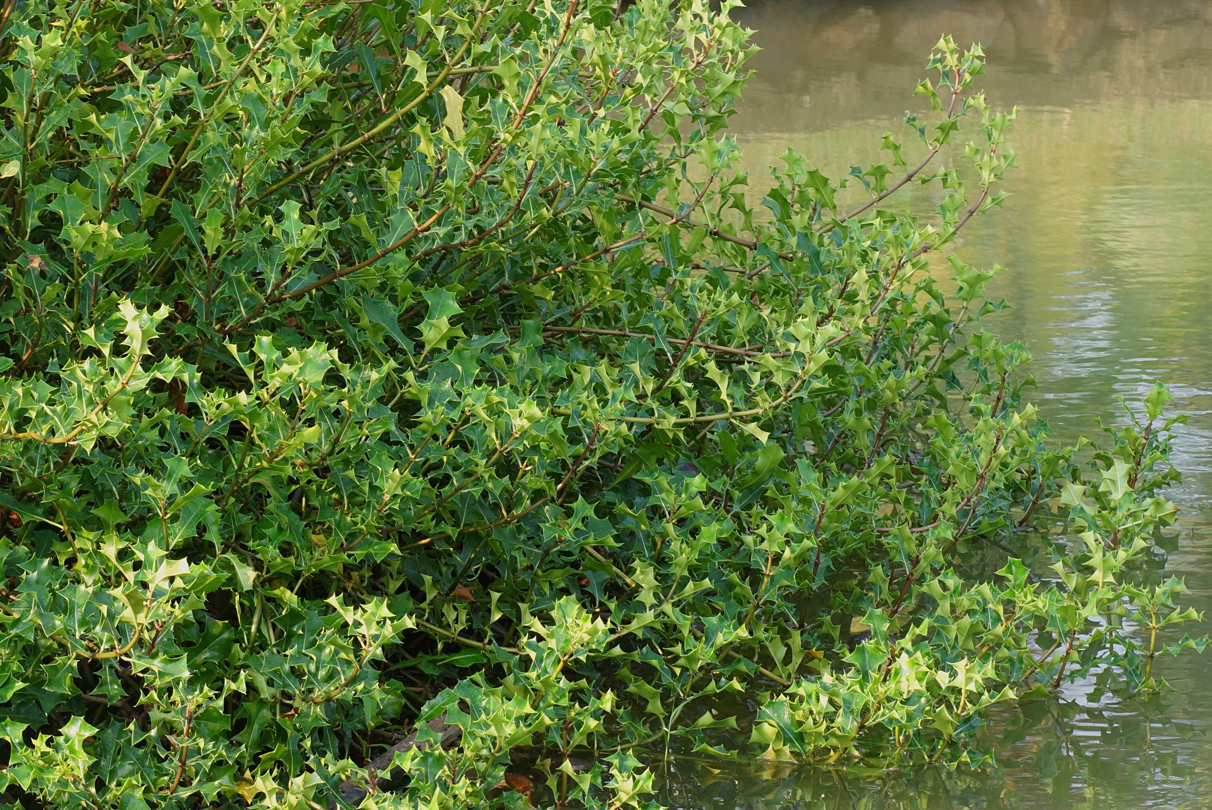 Image of Holy Mangrove