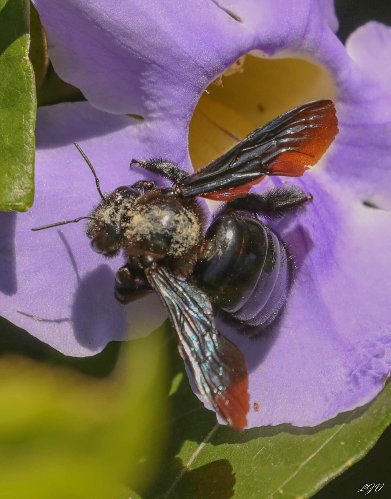 Xylocopa fimbriata Fabricius 1804 resmi