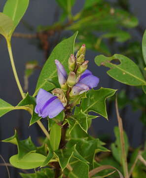 Image of Holy Mangrove