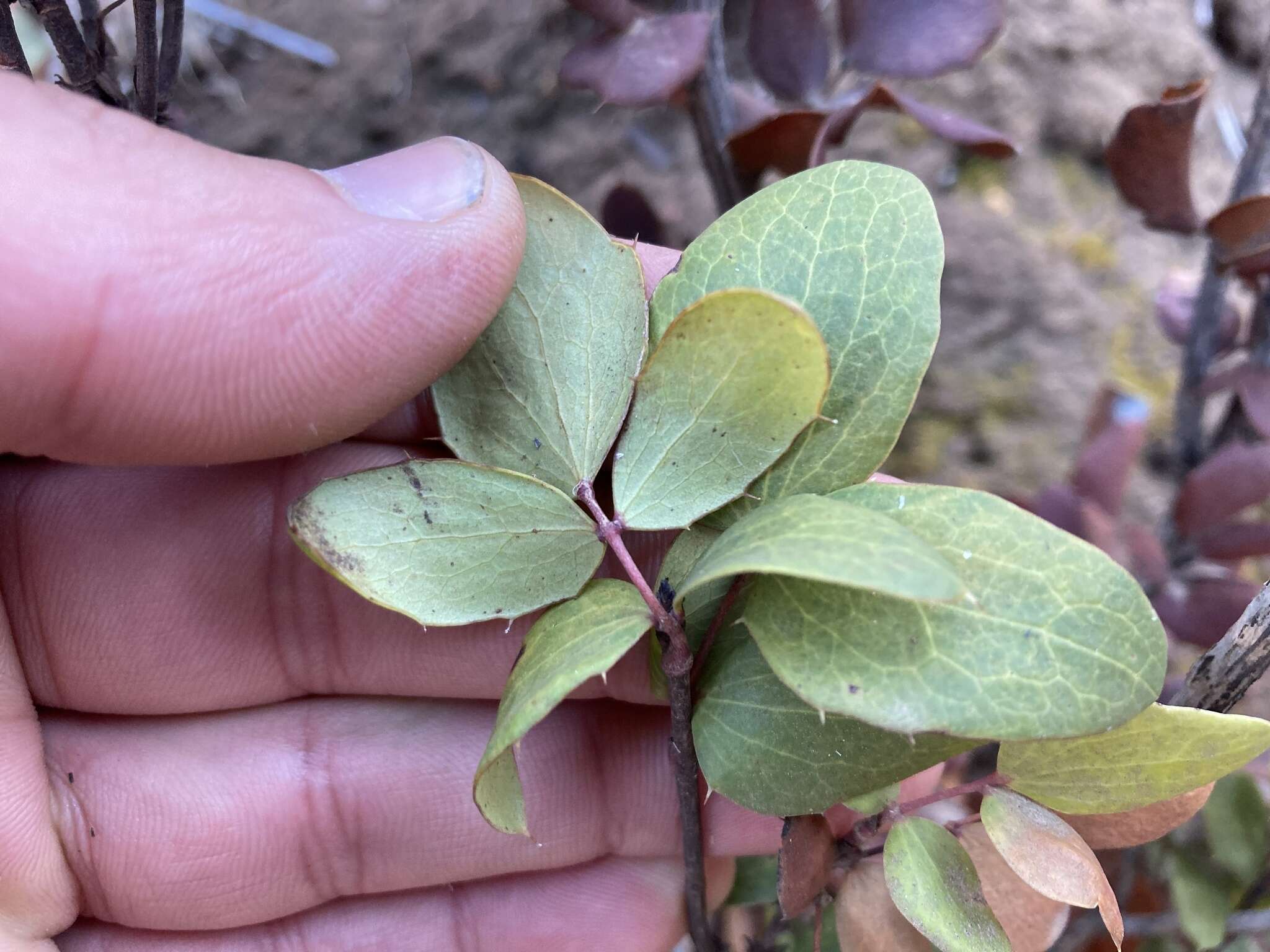 Berberis claireae R. Moran的圖片