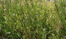 Image of Holy Mangrove