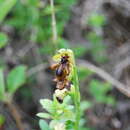 Sivun Ophrys speculum subsp. lusitanica O. Danesch & E. Danesch kuva