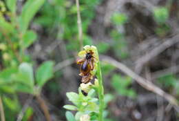 Image of Ophrys speculum subsp. lusitanica O. Danesch & E. Danesch