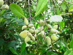 Image of Mangrove