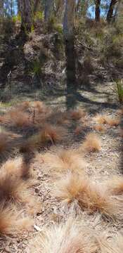 Image of serrated tussock