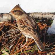 Image of Yellow-throated Bunting