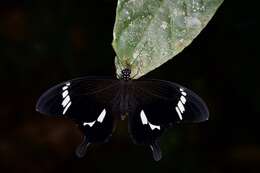 Image of Papilio nephelus Boisduval 1836