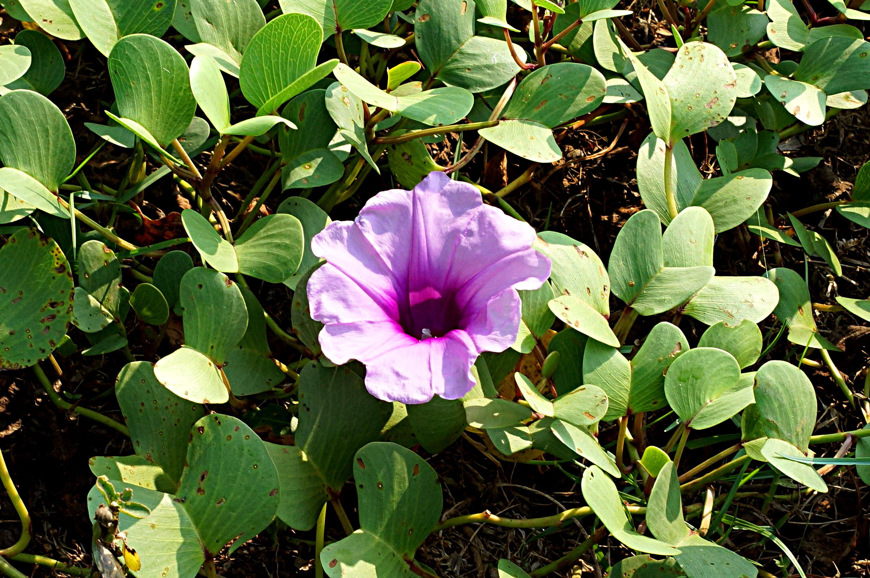 Ipomoea pes-caprae (L.) R. Brown resmi