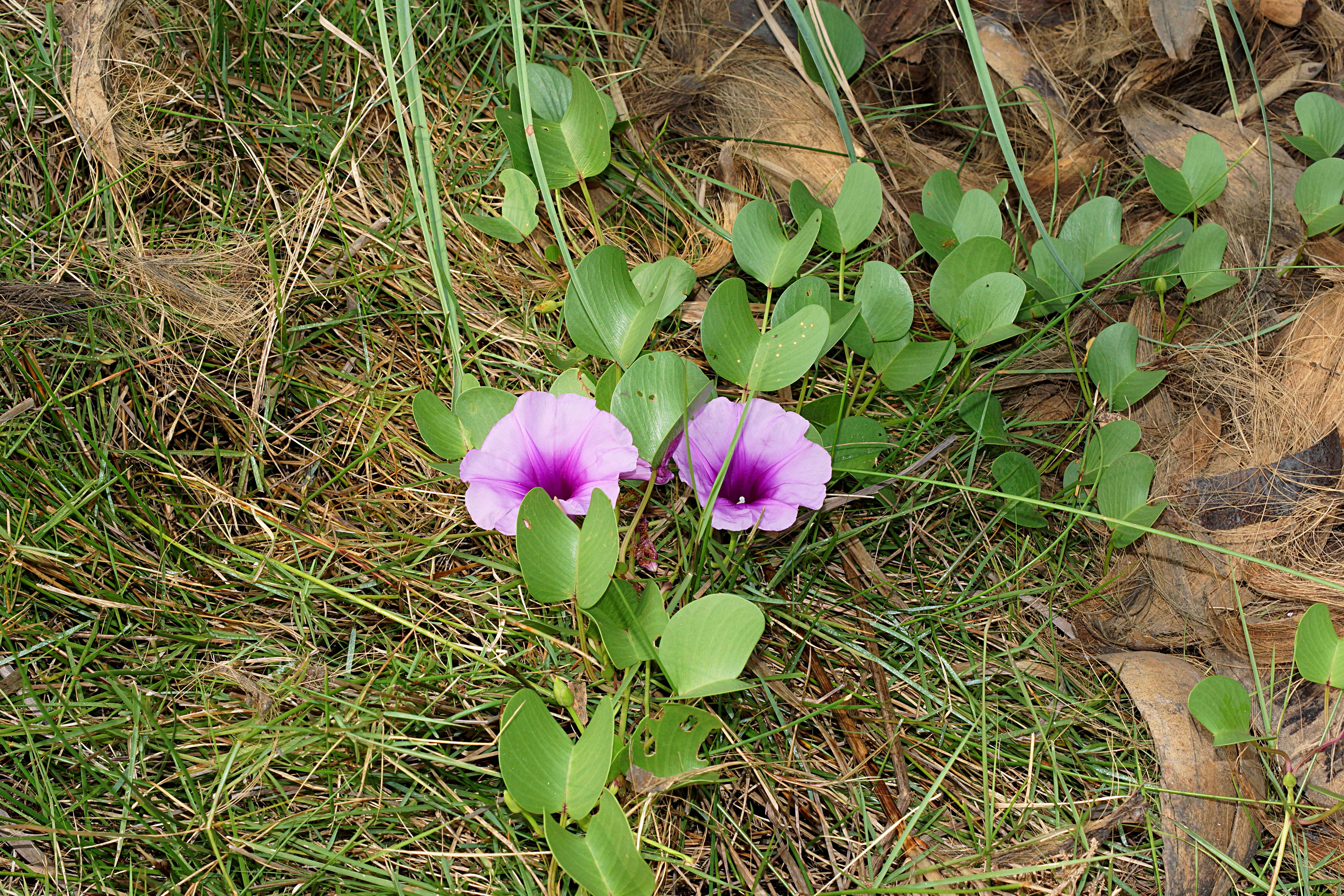 Ipomoea pes-caprae (L.) R. Brown resmi