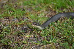 صورة Coluber constrictor paludicola Auffenberg & Babitt 1953