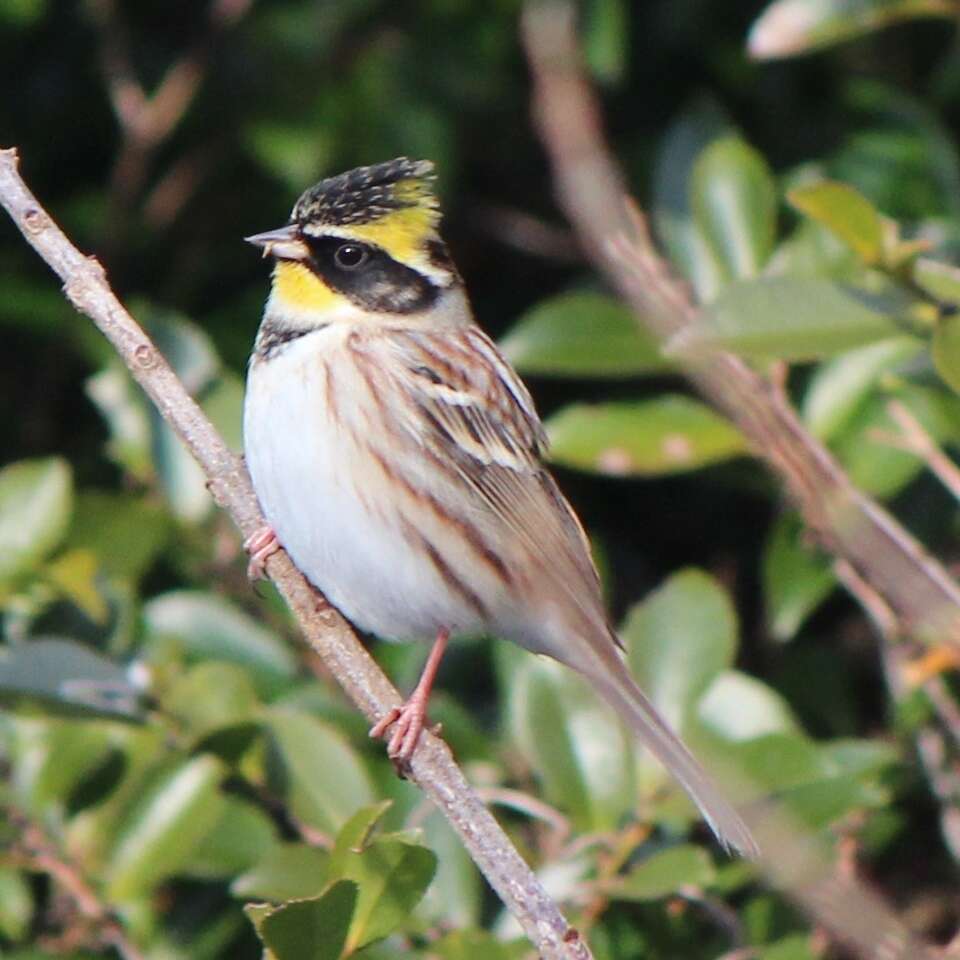 Image of Yellow-throated Bunting