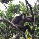 Image of Bornean Agile Gibbon