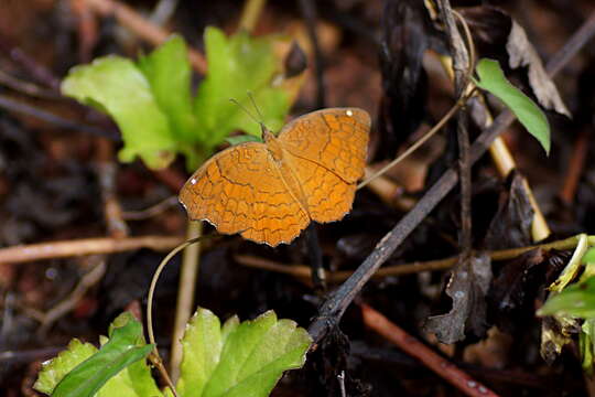 Image of Angled Castor