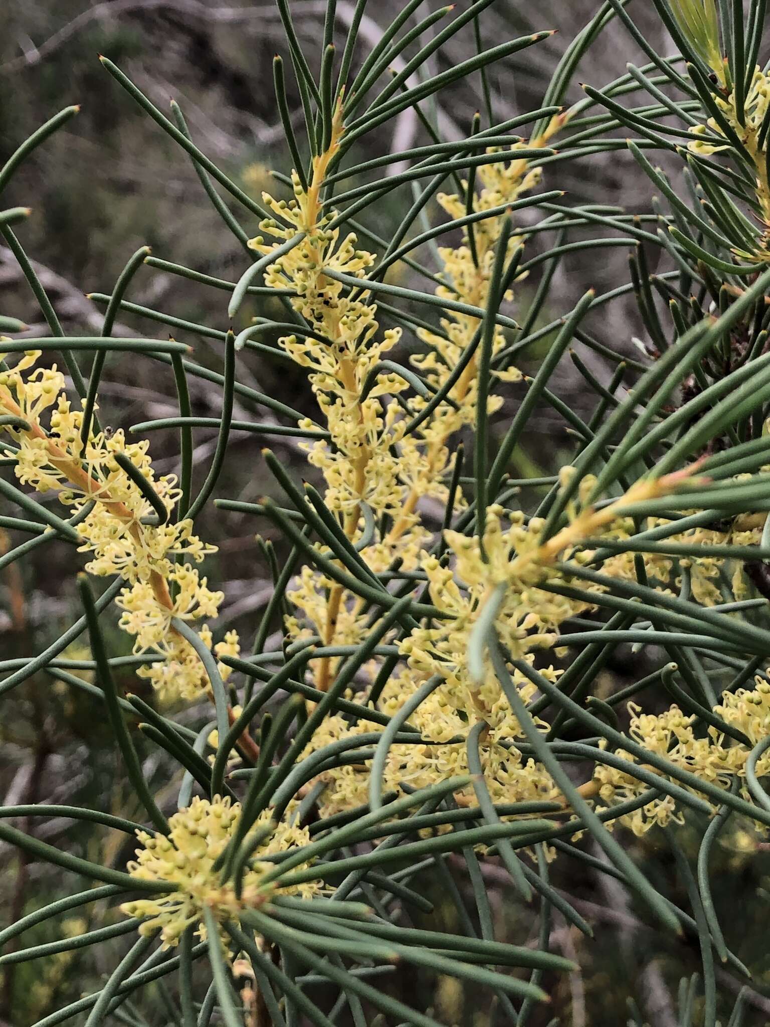 Image of Hakea nodosa R. Br.