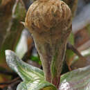 Image of Kjellman's groundsel