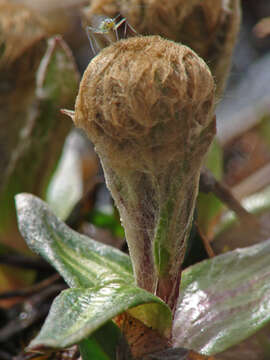 Image of Kjellman's groundsel