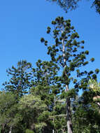 Image of Colonial Pine