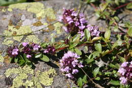 Image of Large Thyme