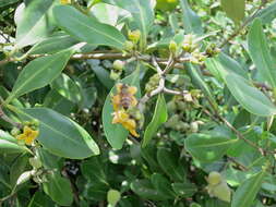 Image of Mangrove