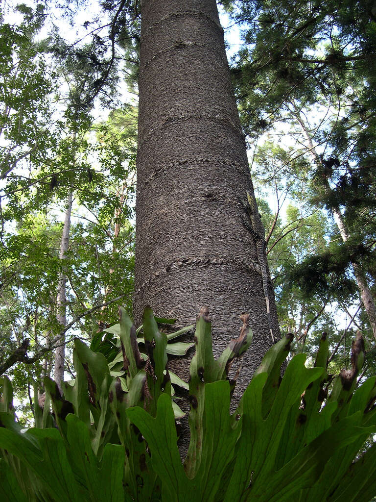 Image of Colonial Pine