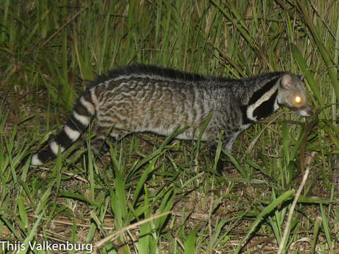 Image of large Indian civet