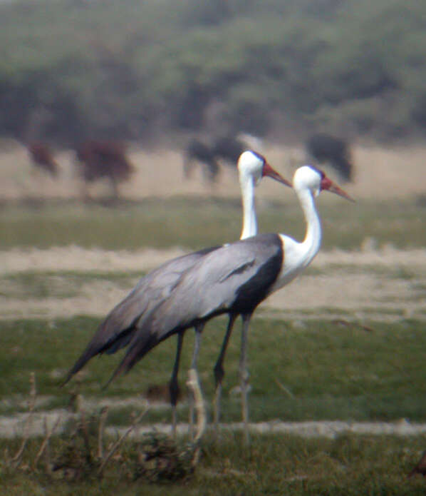 Imagem de Bugeranus carunculatus