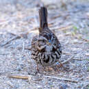 Imagem de Melospiza melodia heermanni Baird & SF 1858