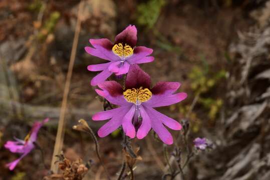 Image of Schizanthus carlomunozii var. dilutimaculatus V. Morales & Muñoz-Schick