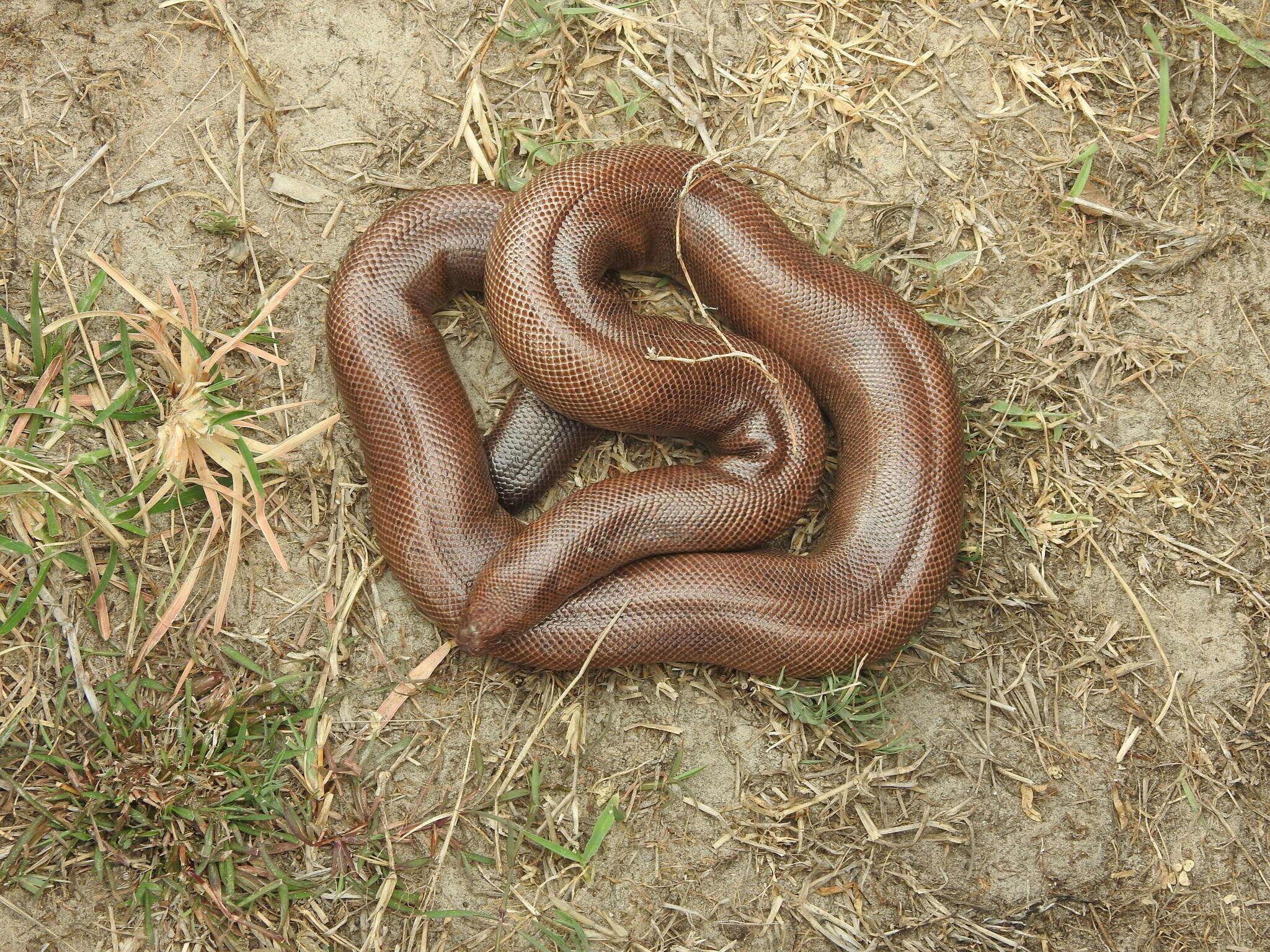 Image of Brown Sand Boa