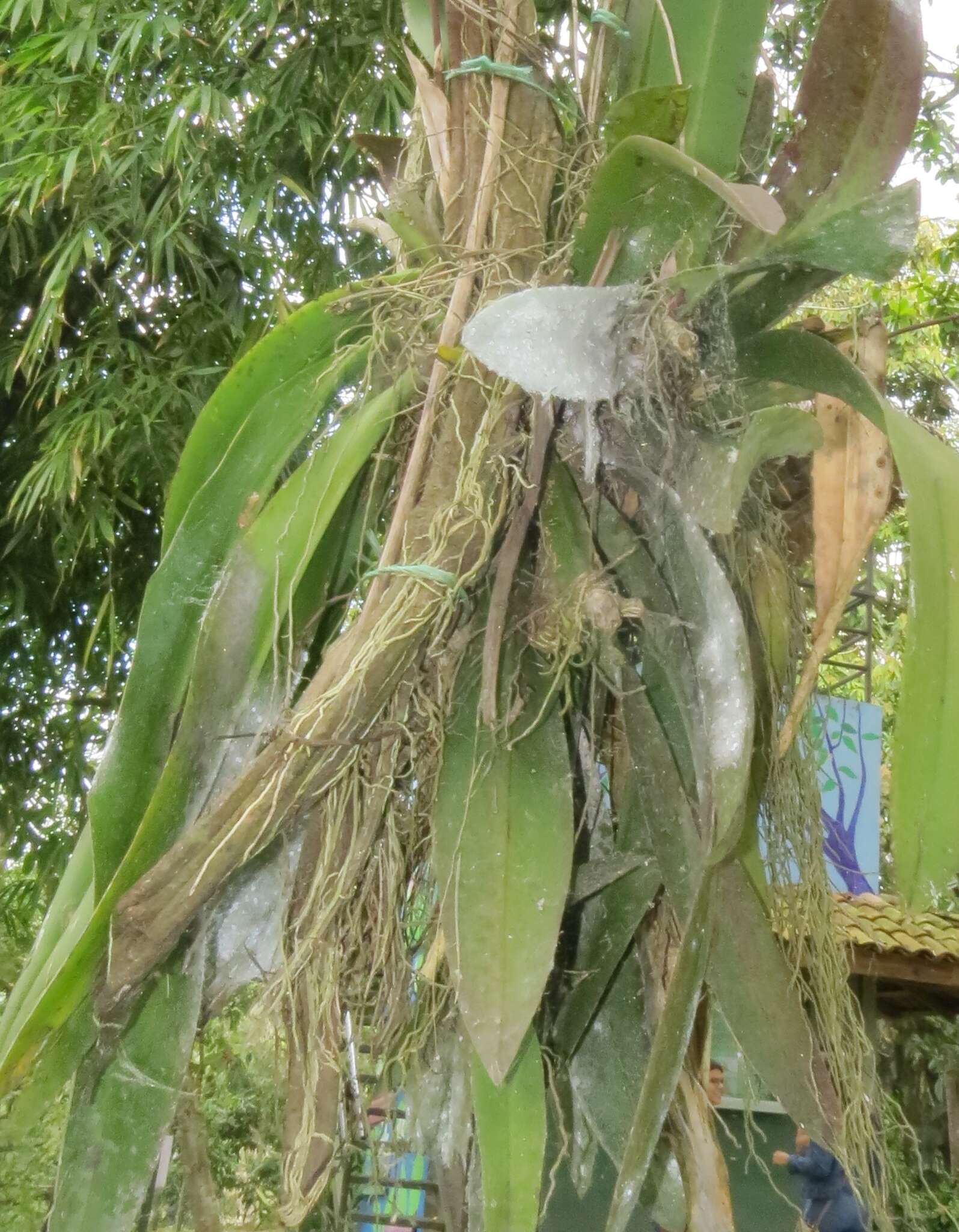 Image of Trichocentrum luridum (Lindl.) M. W. Chase & N. H. Williams