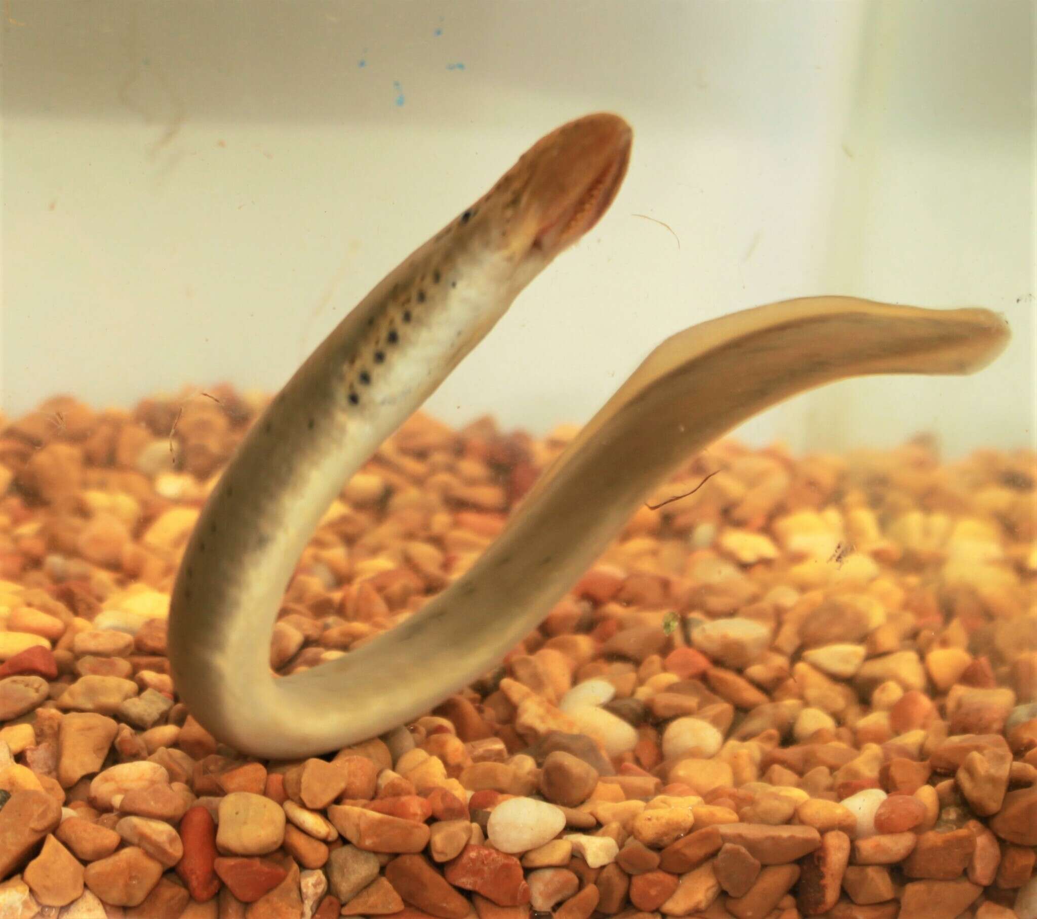 Image of Mountain Brook Lamprey