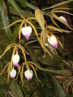 Imagem de Prosthechea brassavolae (Rchb. fil.) W. E. Higgins