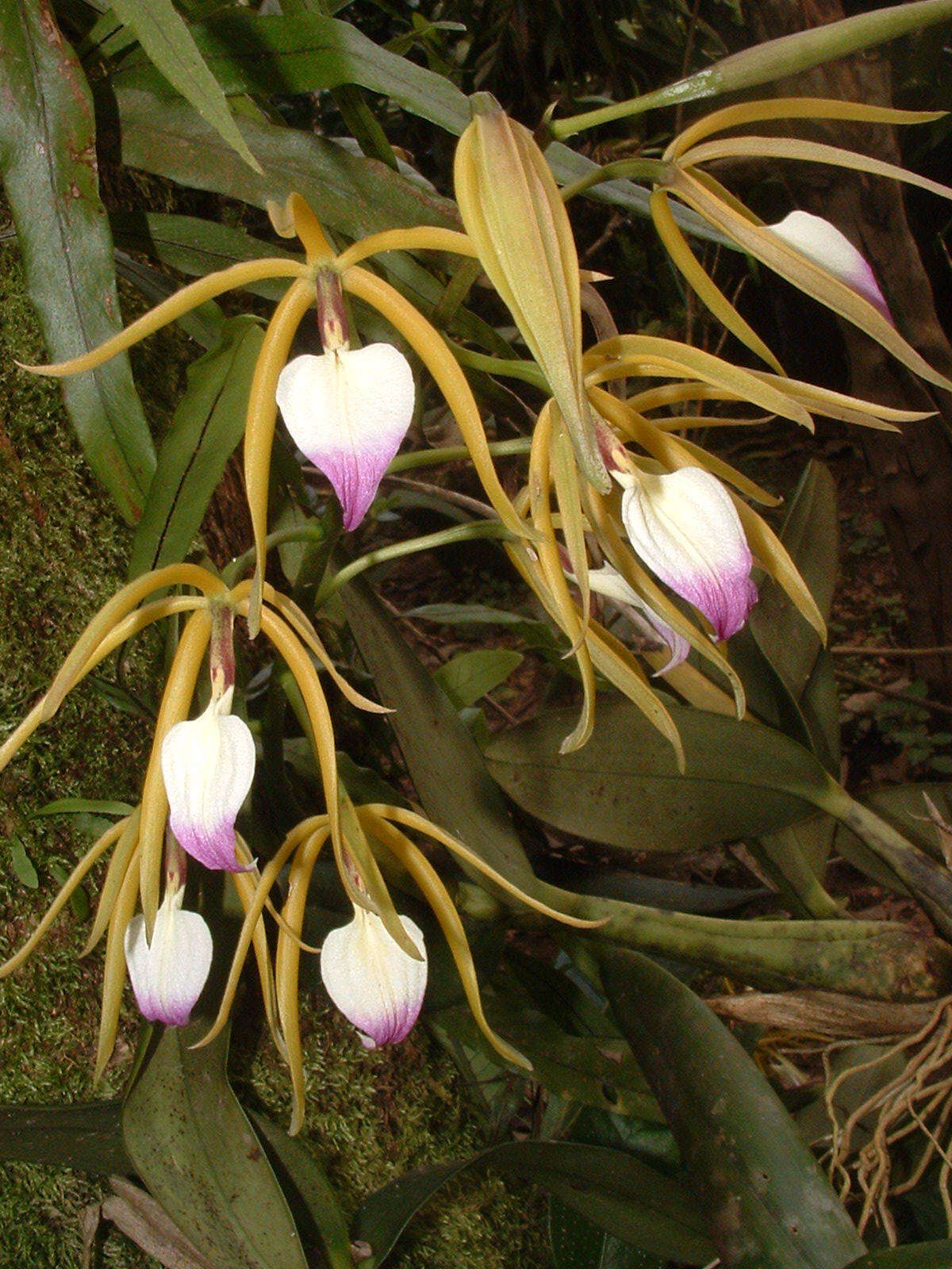 Image of Prosthechea brassavolae (Rchb. fil.) W. E. Higgins