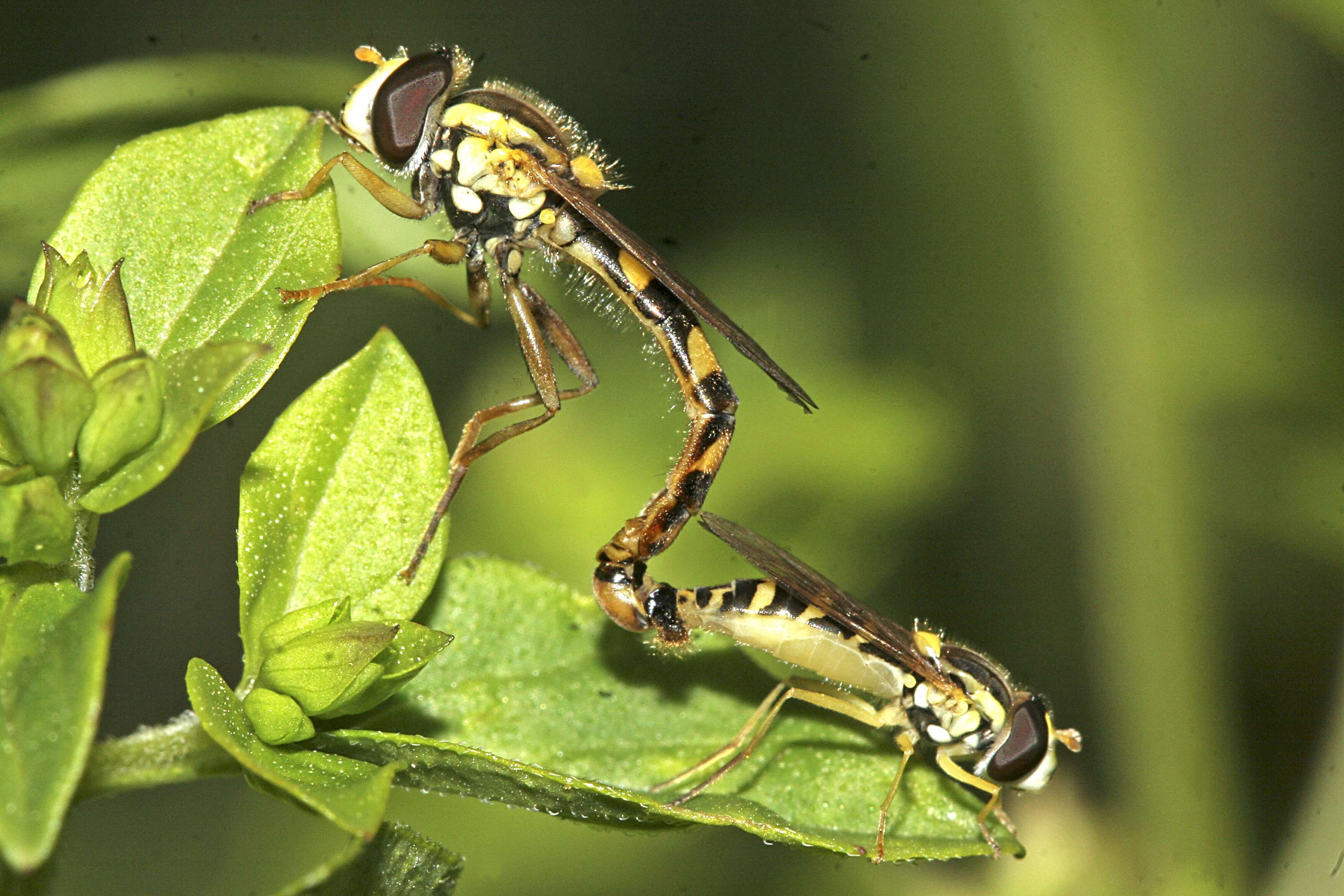 Sphaerophoria scripta (Linnaeus 1758) resmi