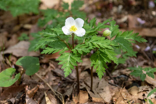 Imagem de Anemone nikoensis Maxim.