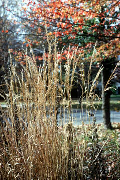 Image of Indiangrass