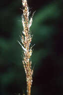 Image of Indiangrass