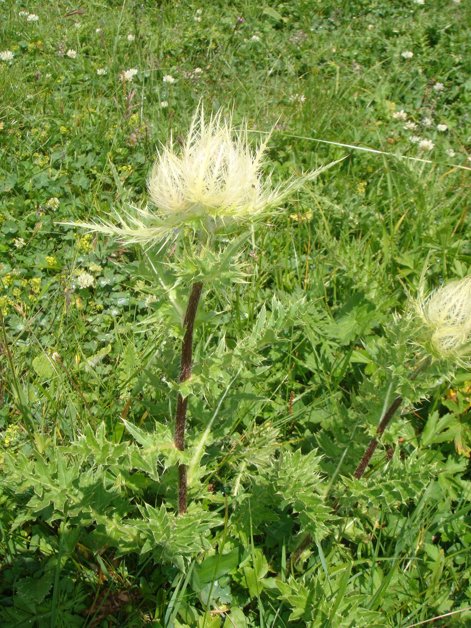 Image of Cirsium obvallatum (M. Bieb.) M. Bieb.