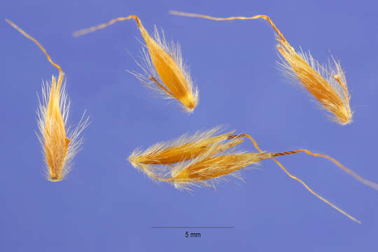 Image of Indiangrass